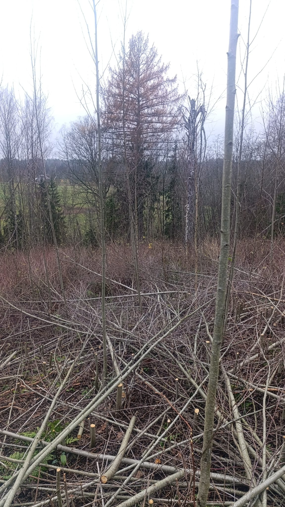 Fotoattēli 1