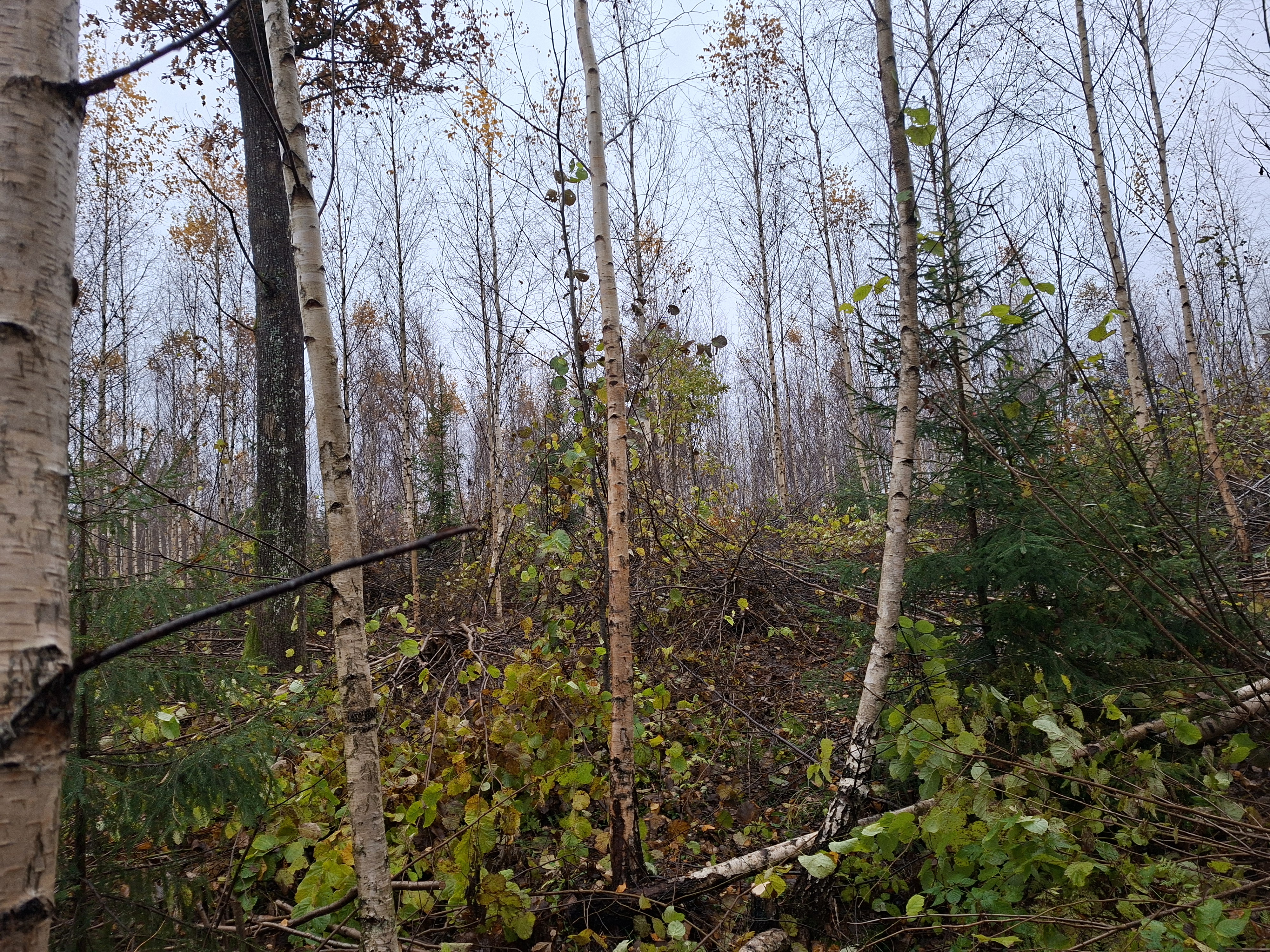 Fotoattēli 6